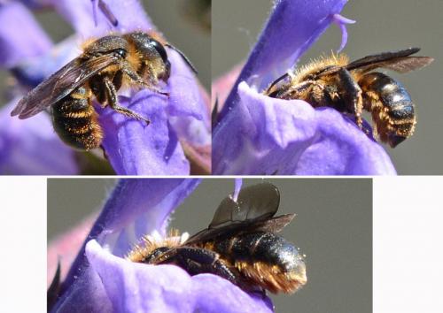 Réf. 240 265 : Osmia leaiana